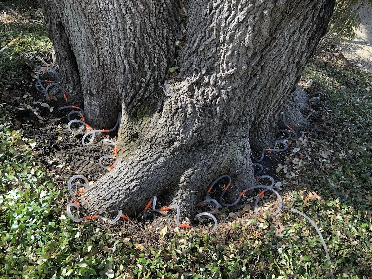 Detailed Tree Cabling and Bracing job site in Acosta