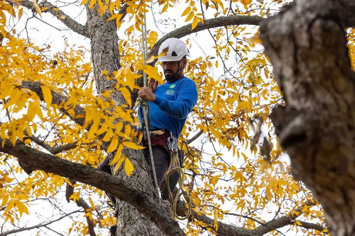 Skilled Tree Pruning crew working in Acosta
